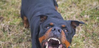 Owner-Charged-After-Little-Girl-Dies-From-Rotweiller-Attack