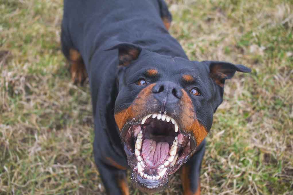 Owner-Charged-After-Little-Girl-Dies-From-Rotweiller-Attack