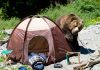How-to-Avoid-an-Encounter-With-a-Bear