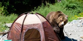 How-to-Avoid-an-Encounter-With-a-Bear