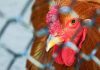 hundreds-of-thousands-of-chickens-killed-over-bird-flu-outbreak