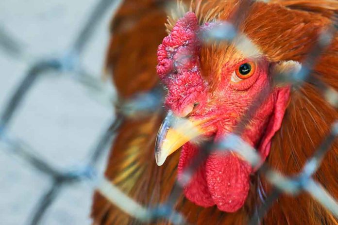 hundreds-of-thousands-of-chickens-killed-over-bird-flu-outbreak